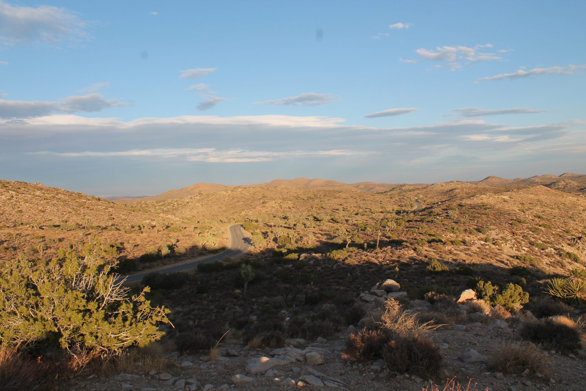 Joshua Tree photo