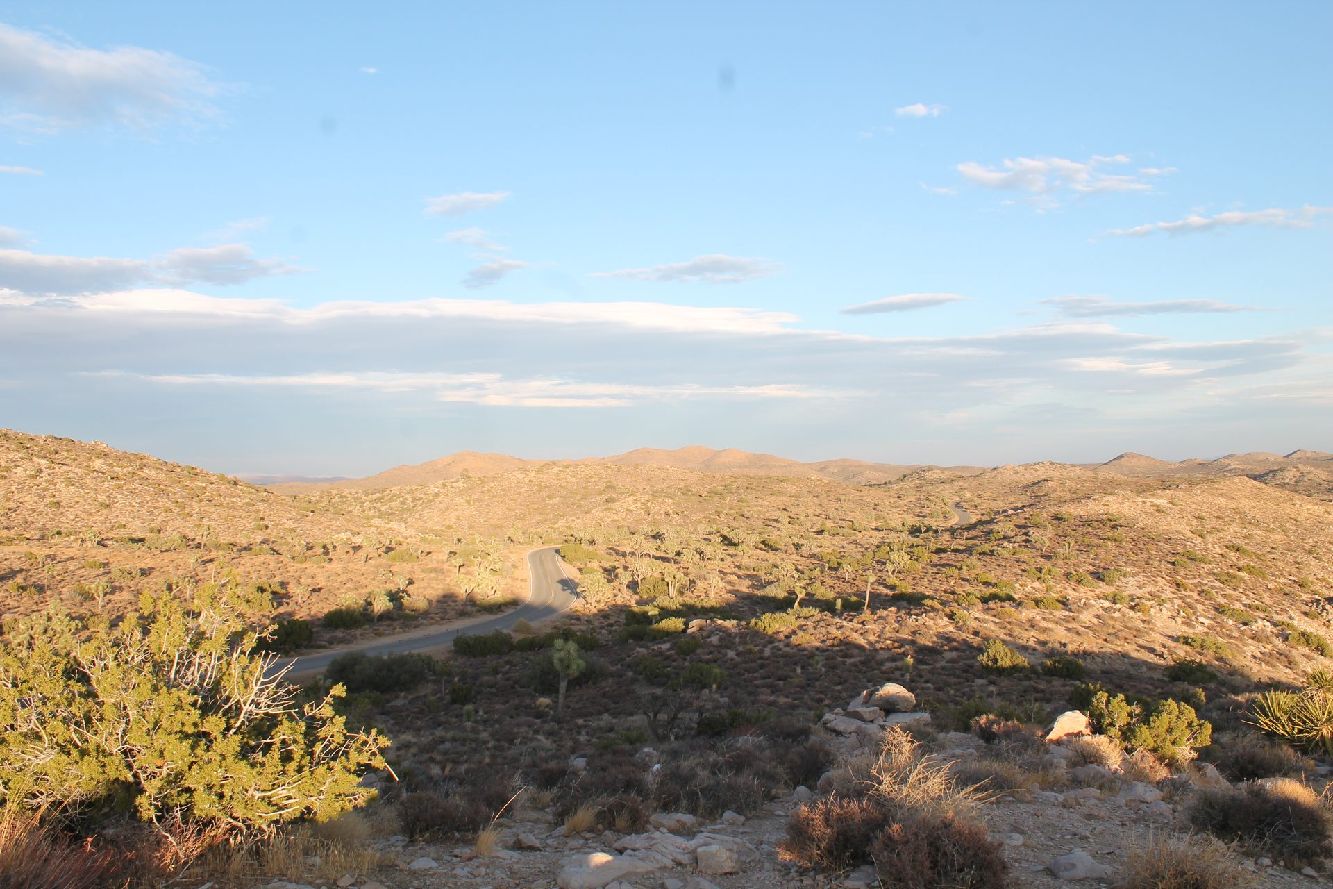 Joshua Tree photo