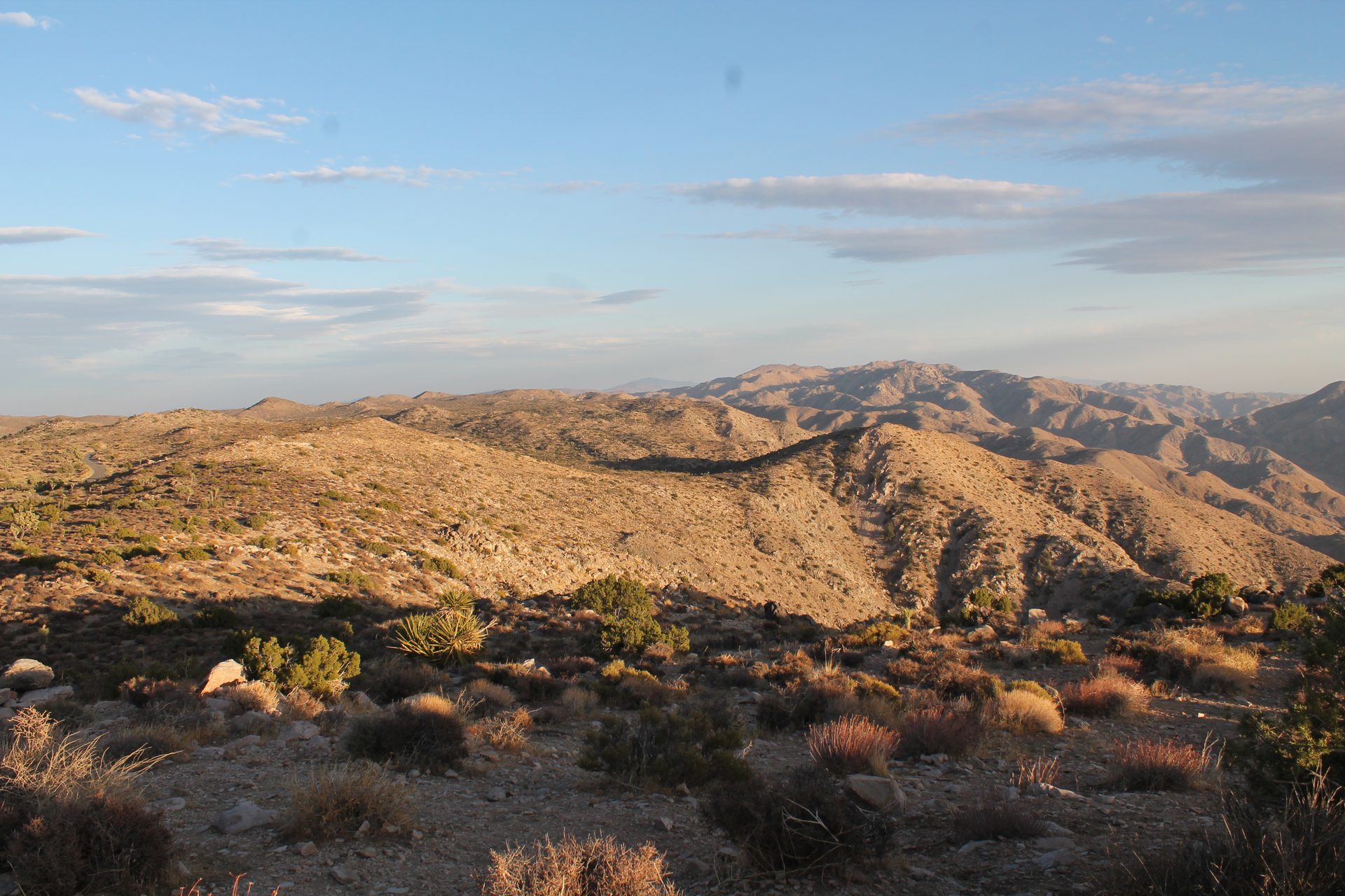 Joshua Tree photo