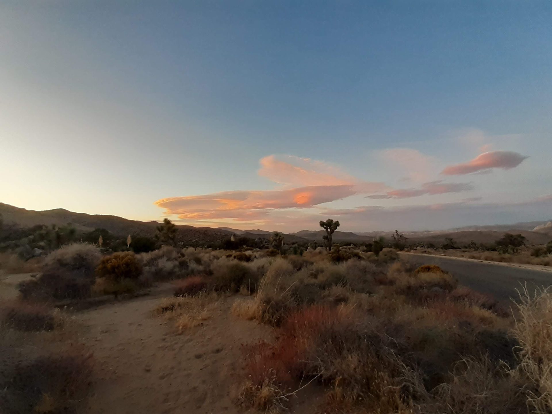 Joshua Tree photo