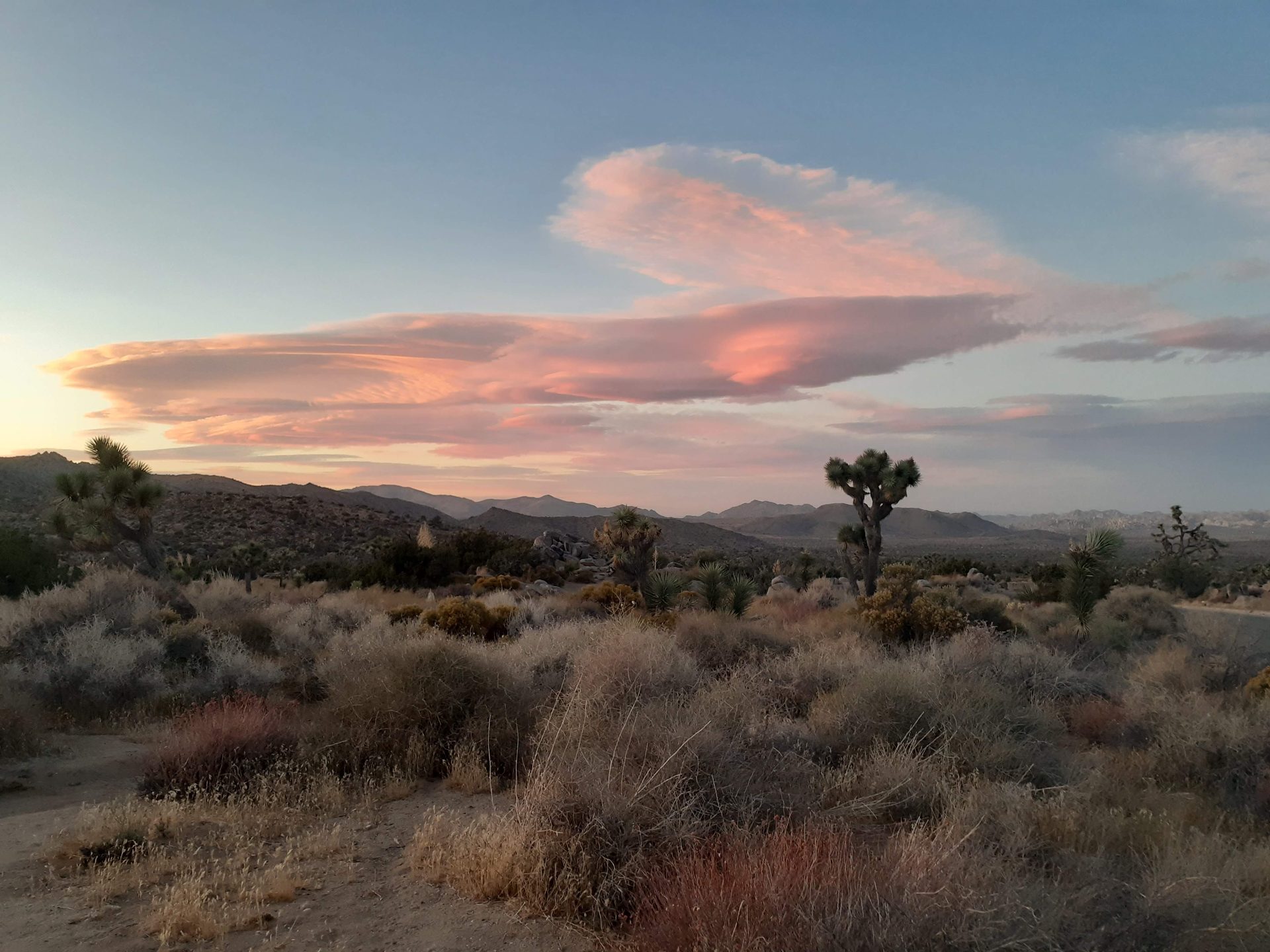 Joshua Tree photo