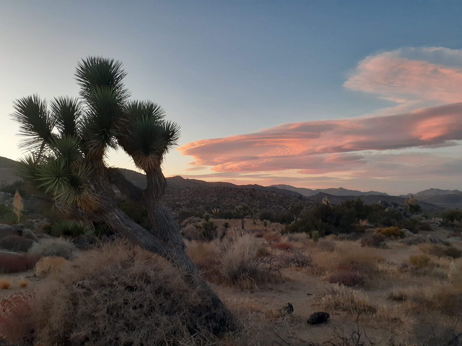 Joshua Tree photo