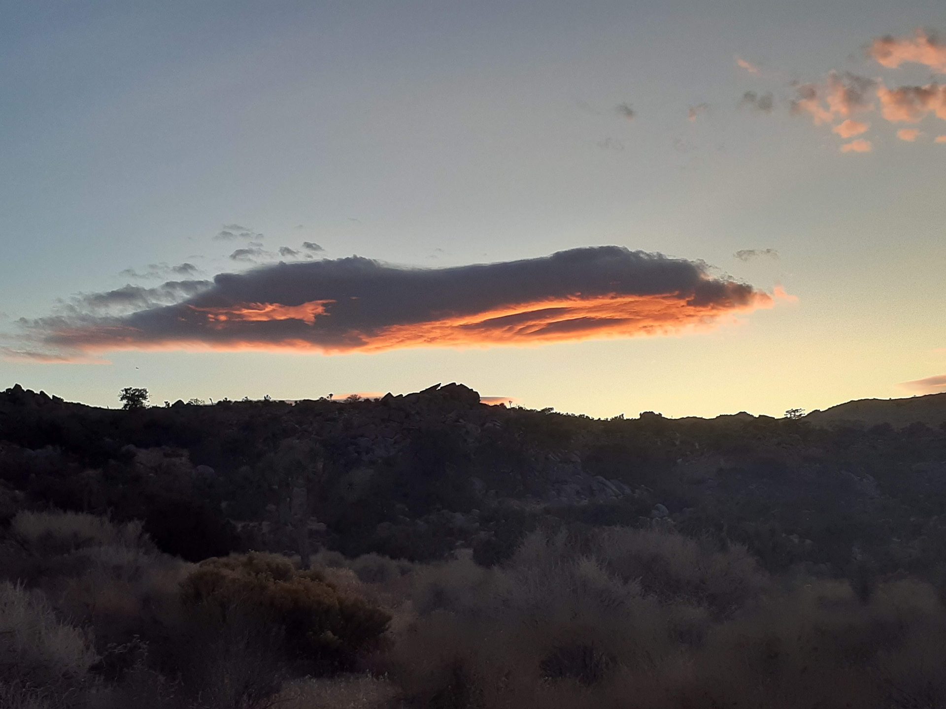 Joshua Tree photo