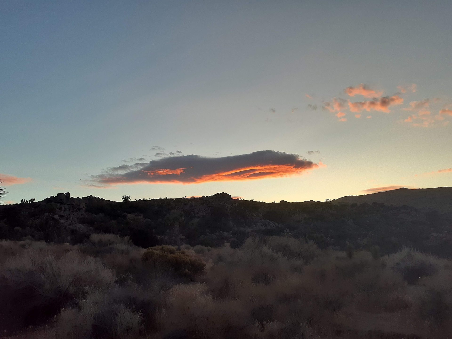 Joshua Tree photo