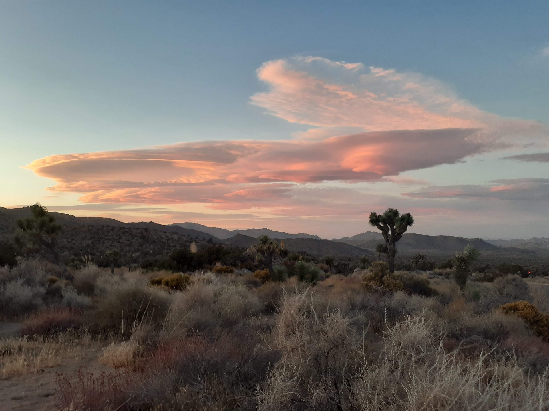 Joshua Tree photo