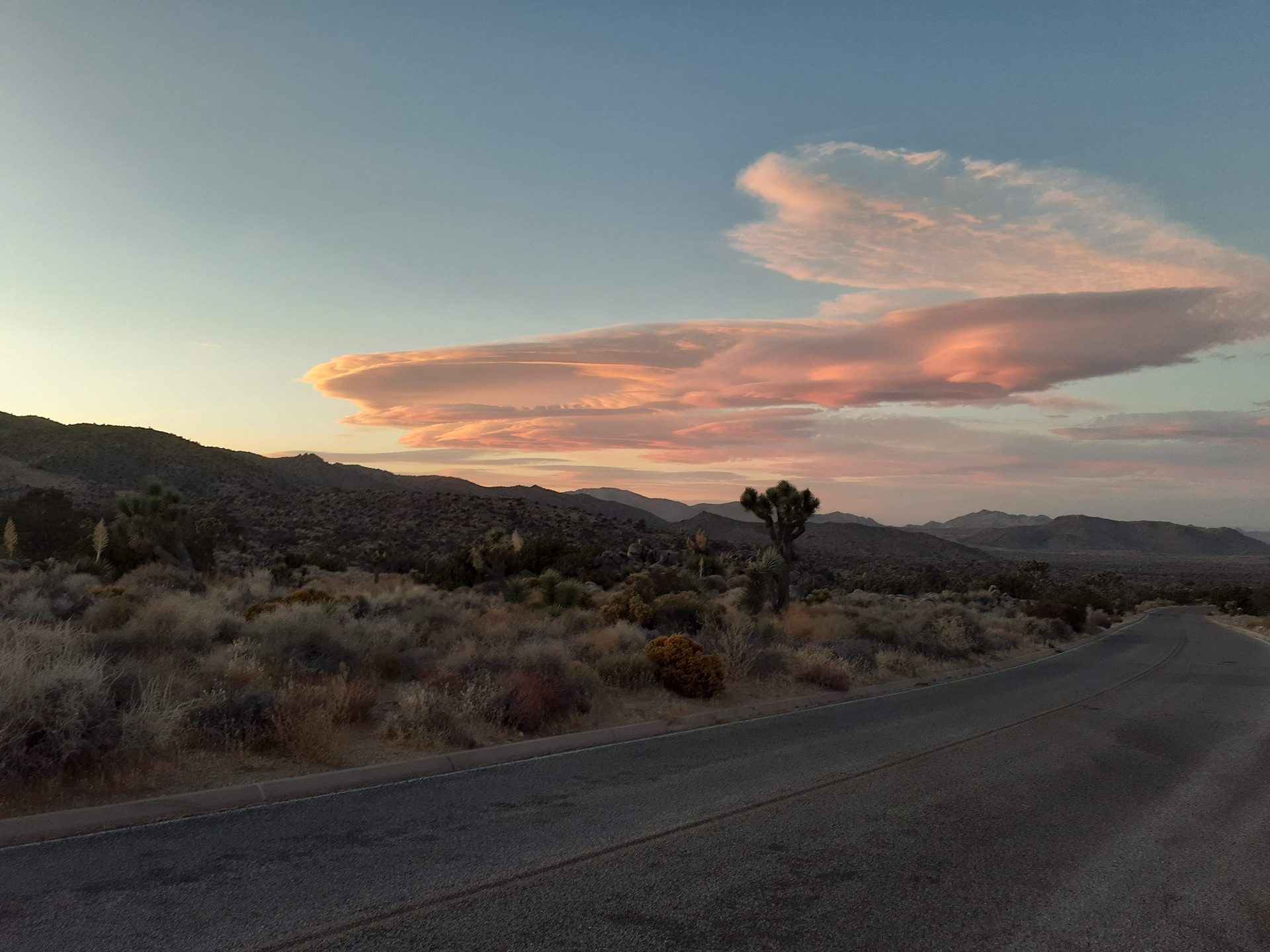 Joshua Tree photo