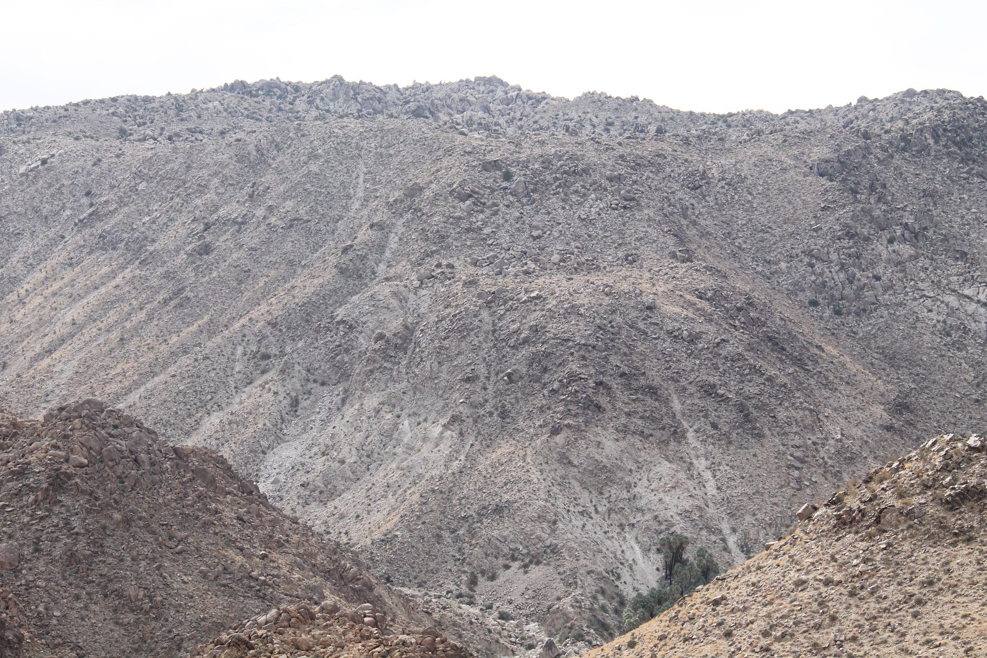 Joshua Tree photo
