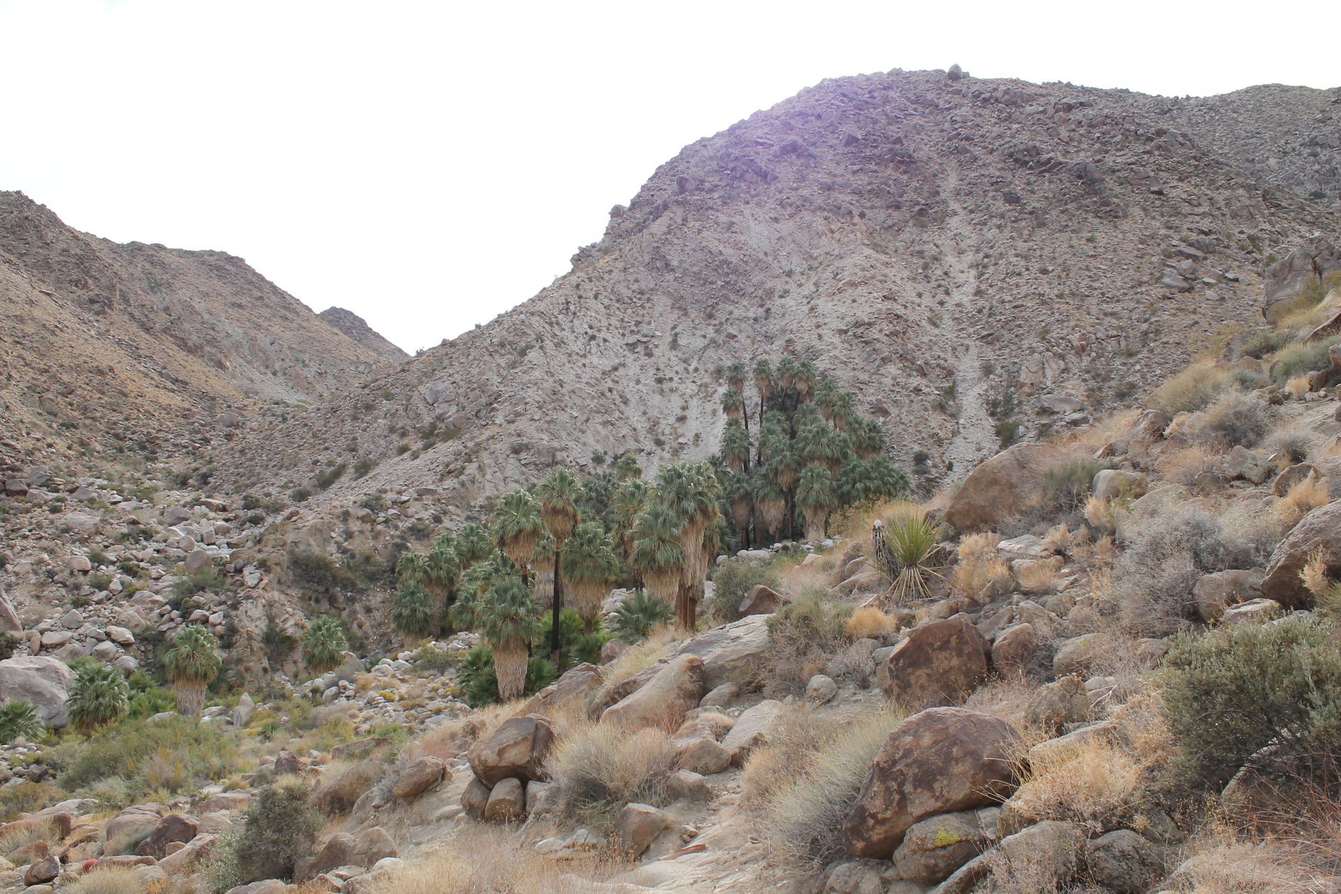 Joshua Tree photo