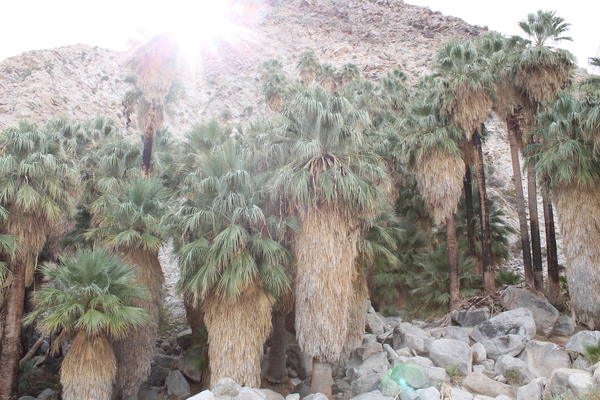 Joshua Tree photo