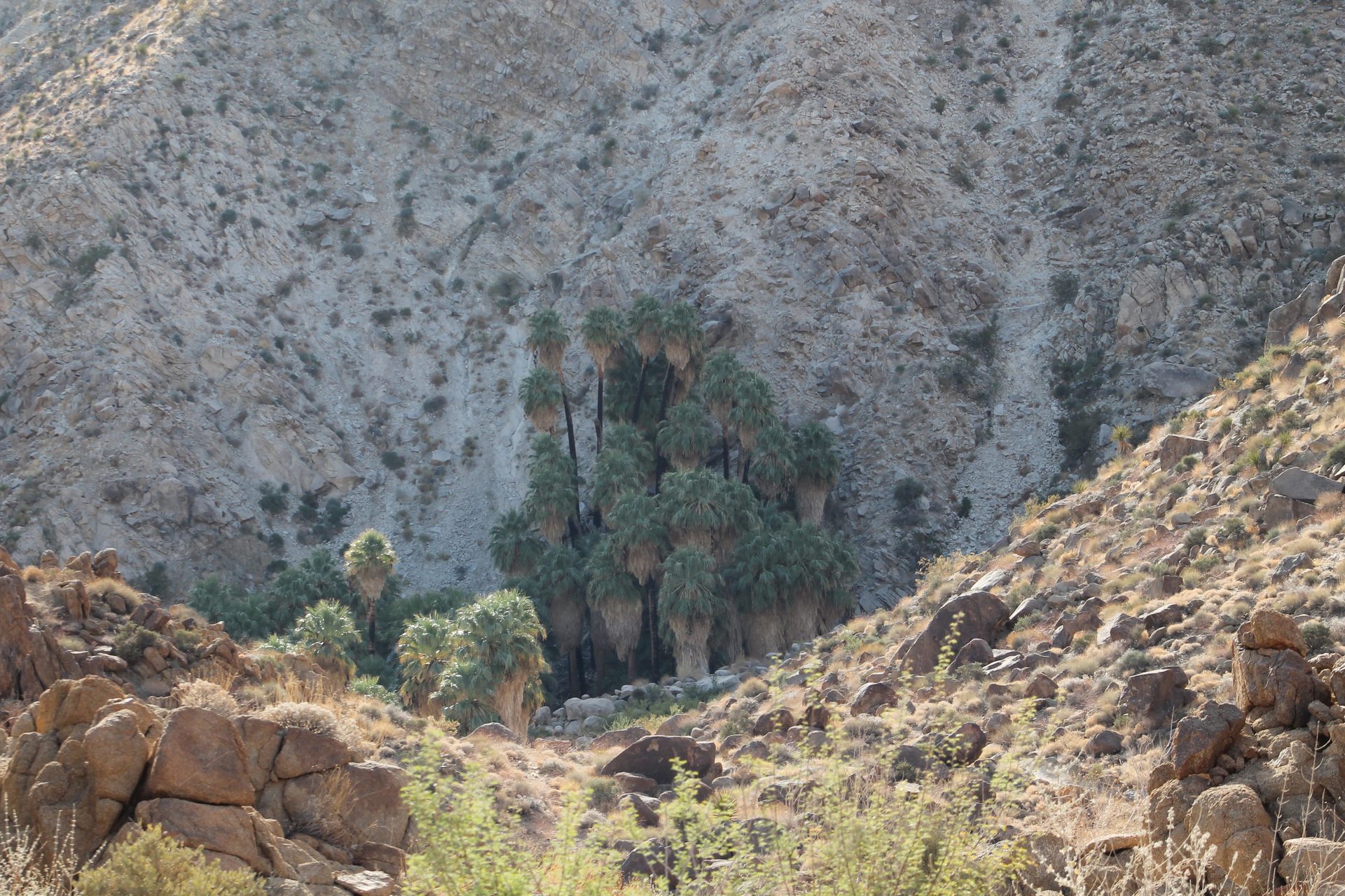 Joshua Tree photo