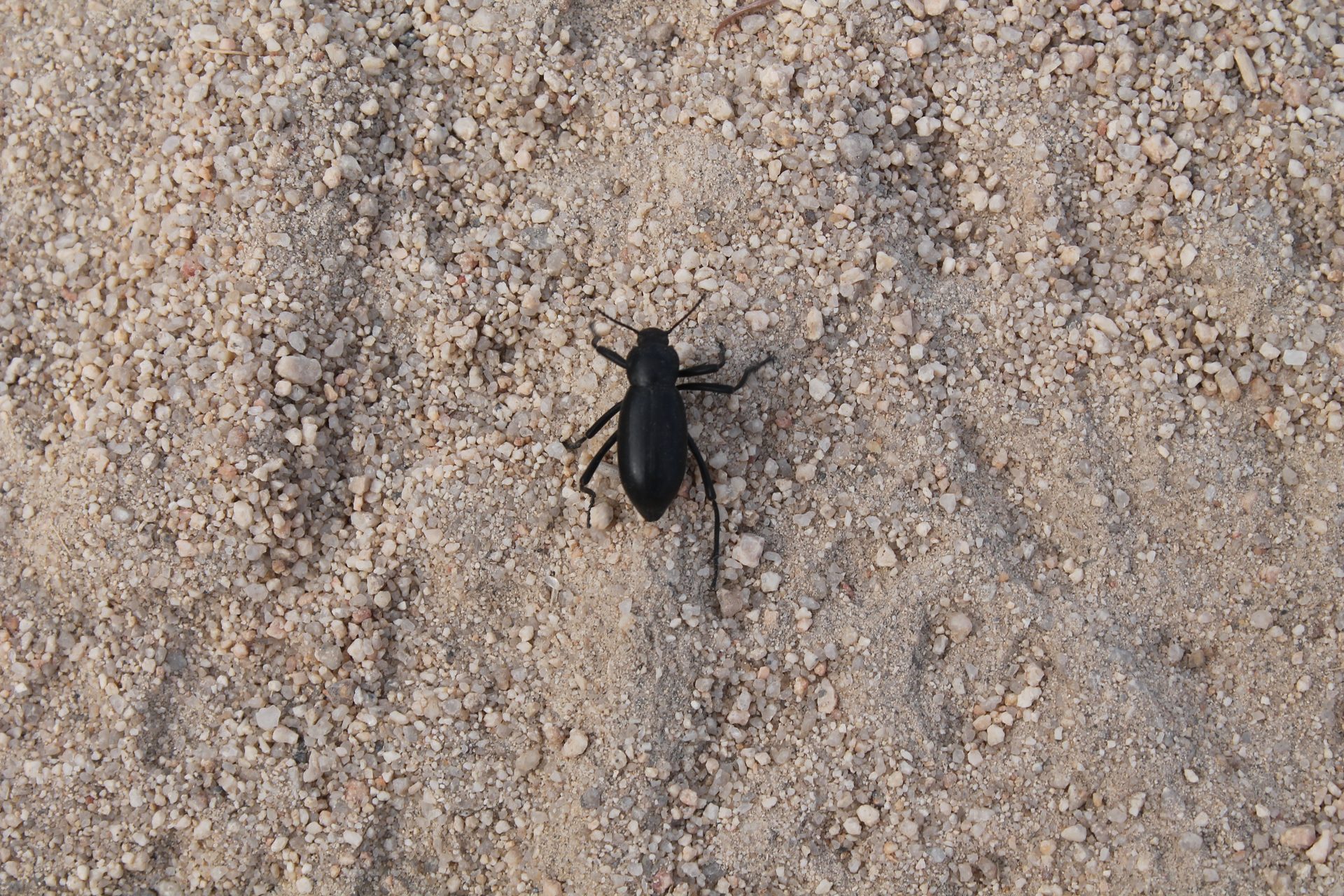 Joshua Tree photo