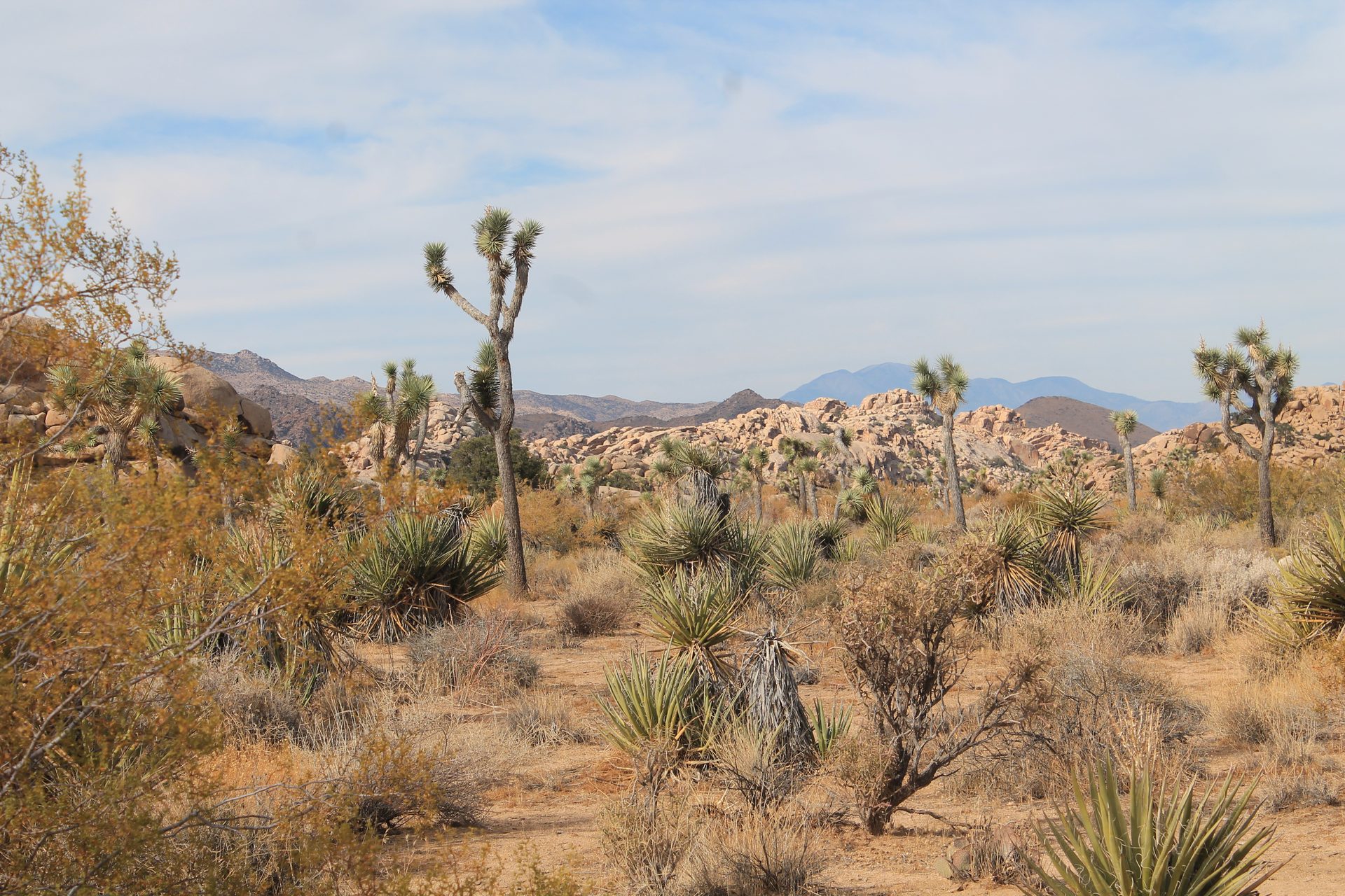 Joshua Tree photo