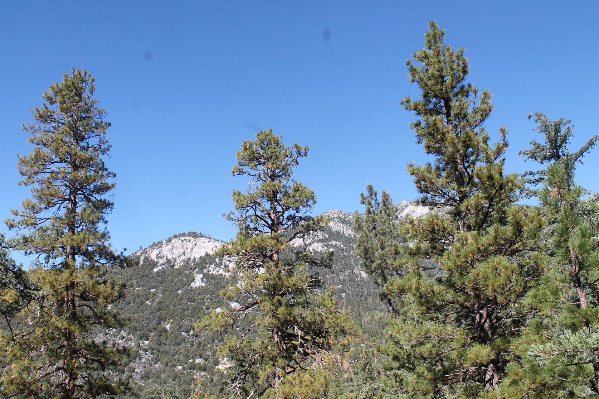 Joshua Tree photo
