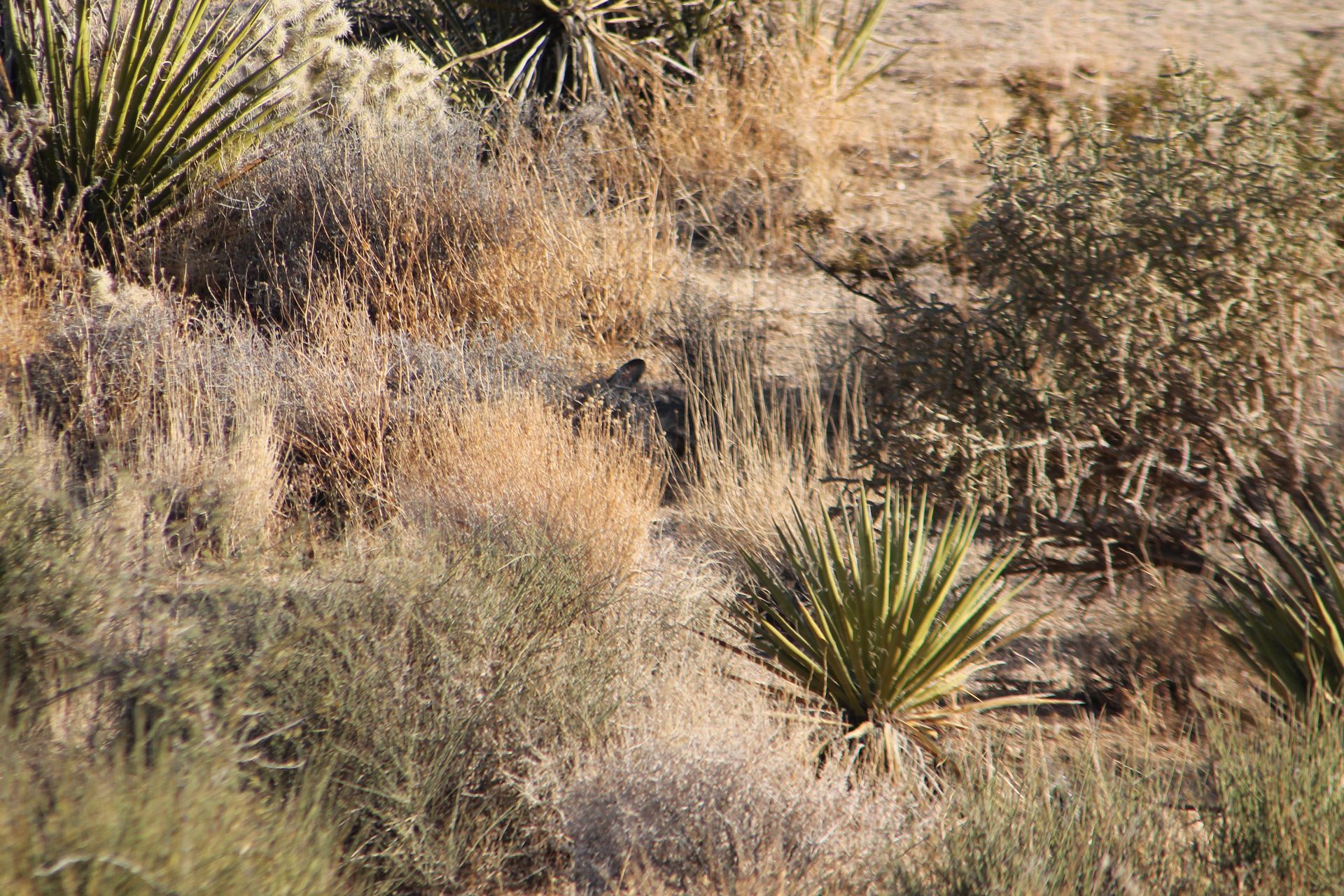 Joshua Tree photo