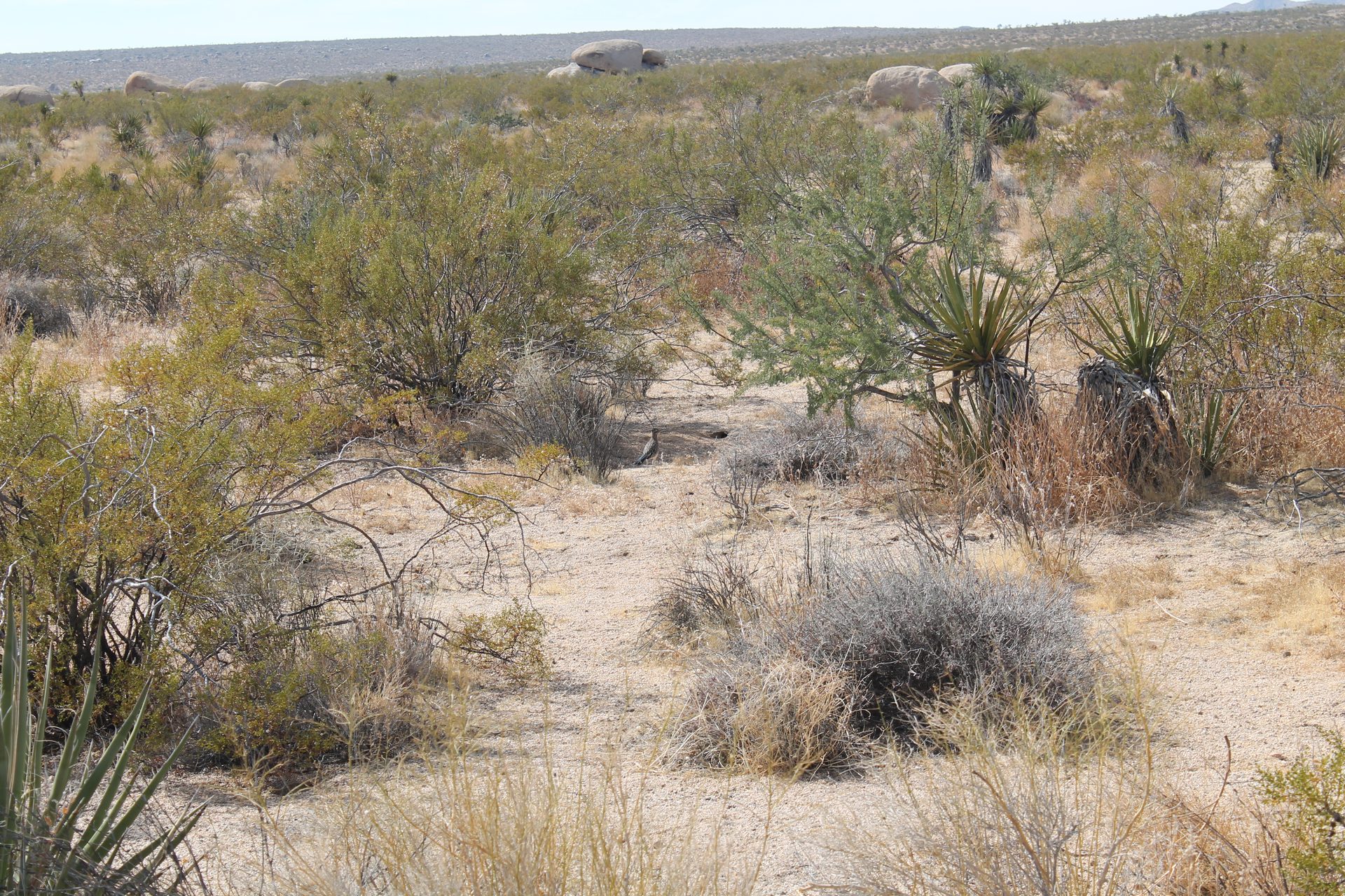 Joshua Tree photo