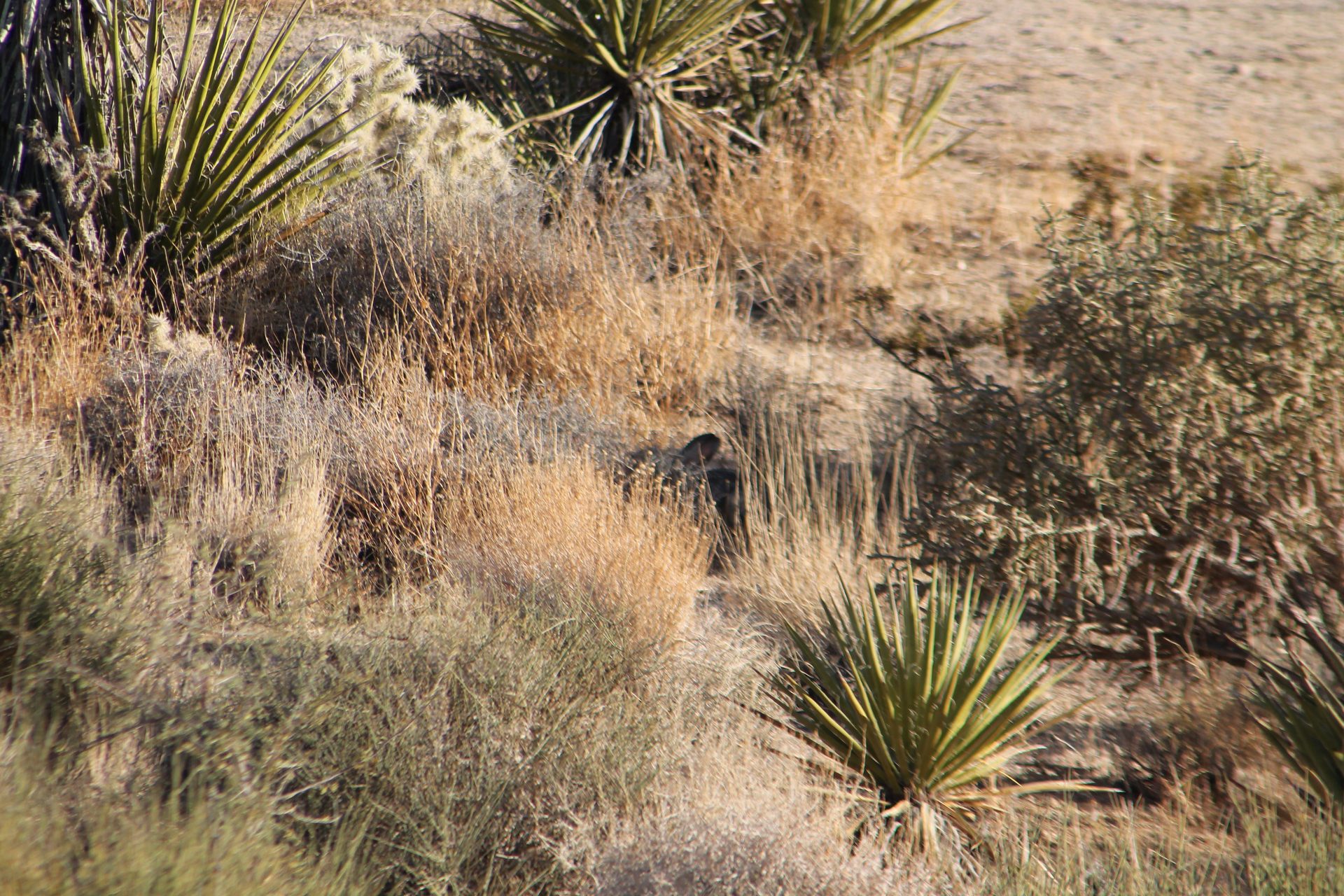 Joshua Tree photo