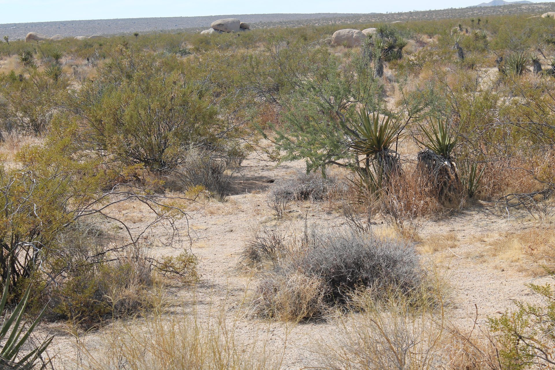 Joshua Tree photo
