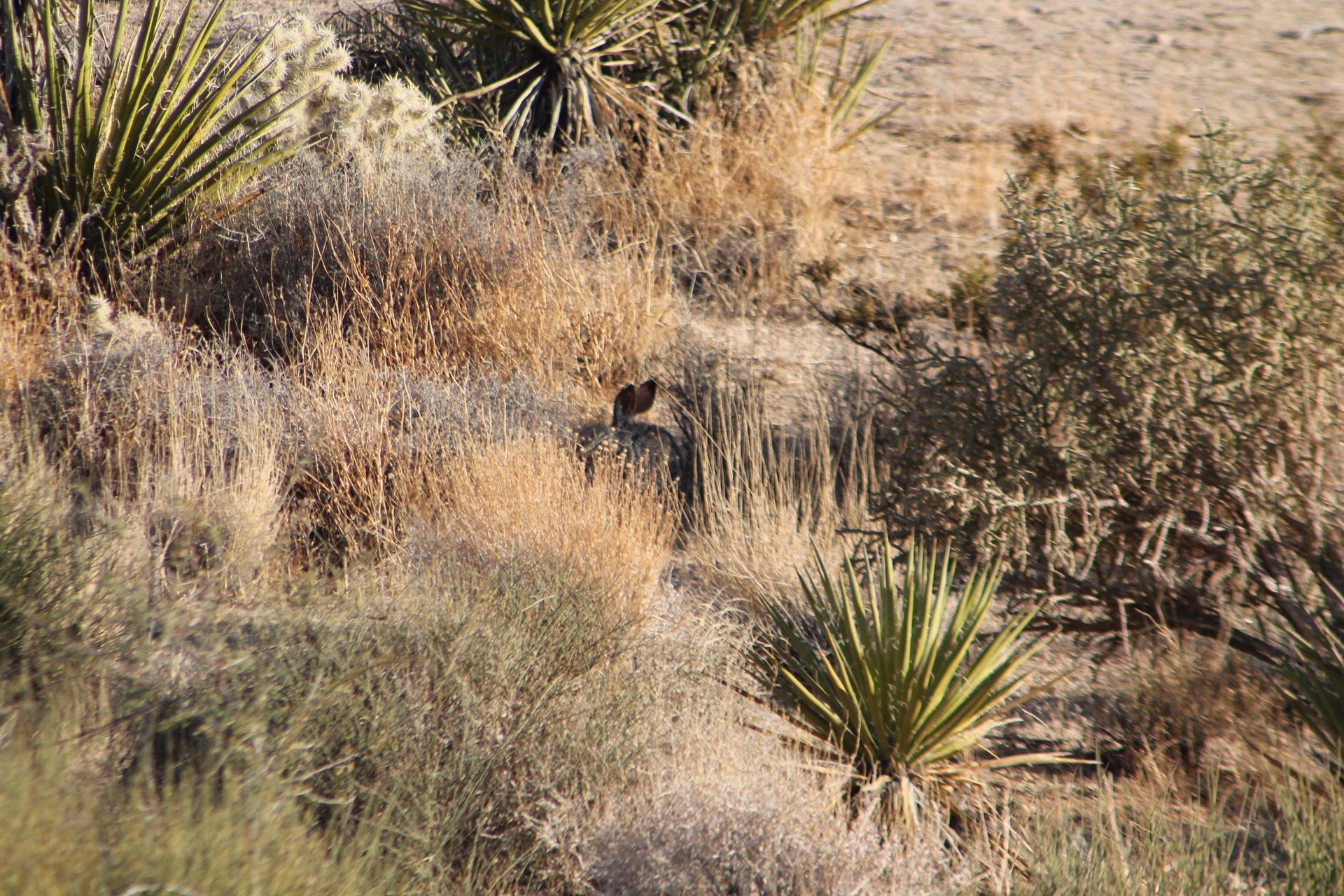 Joshua Tree photo