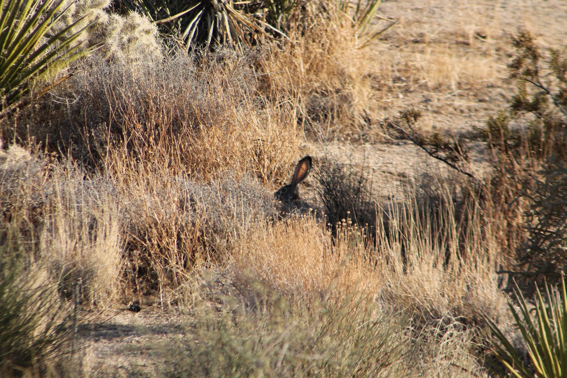 Joshua Tree photo