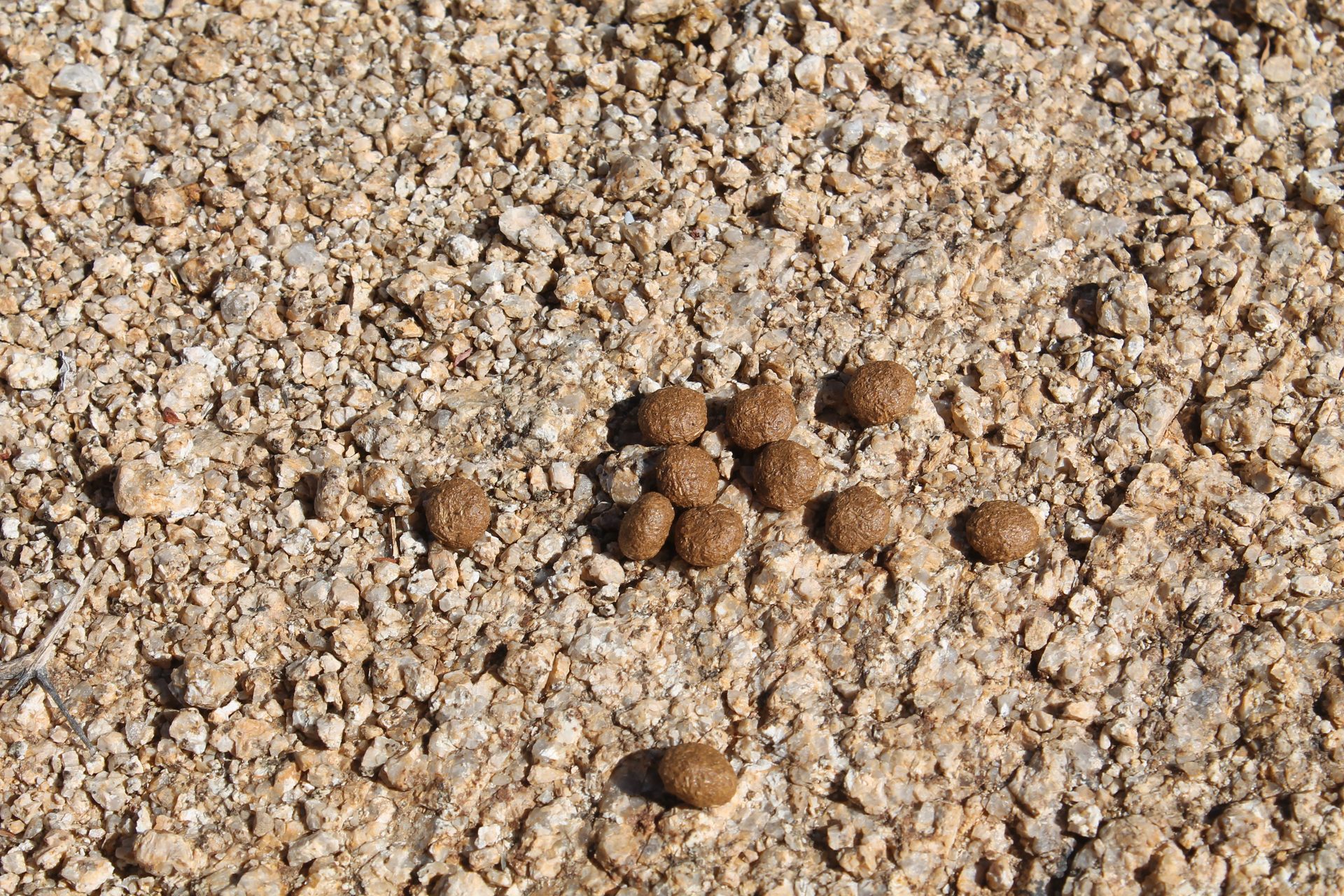 Joshua Tree photo