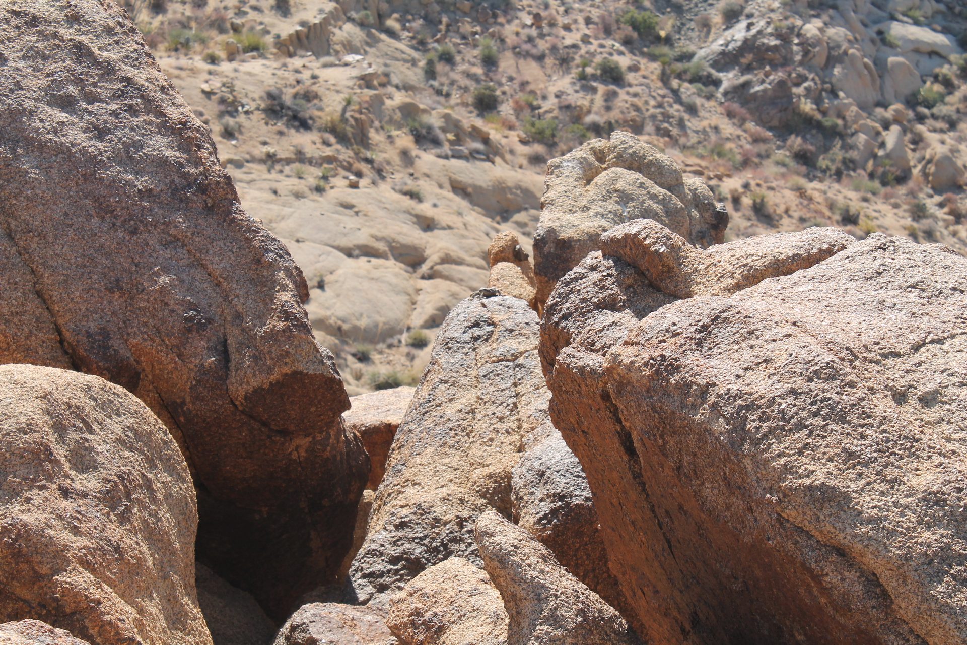 Joshua Tree photo