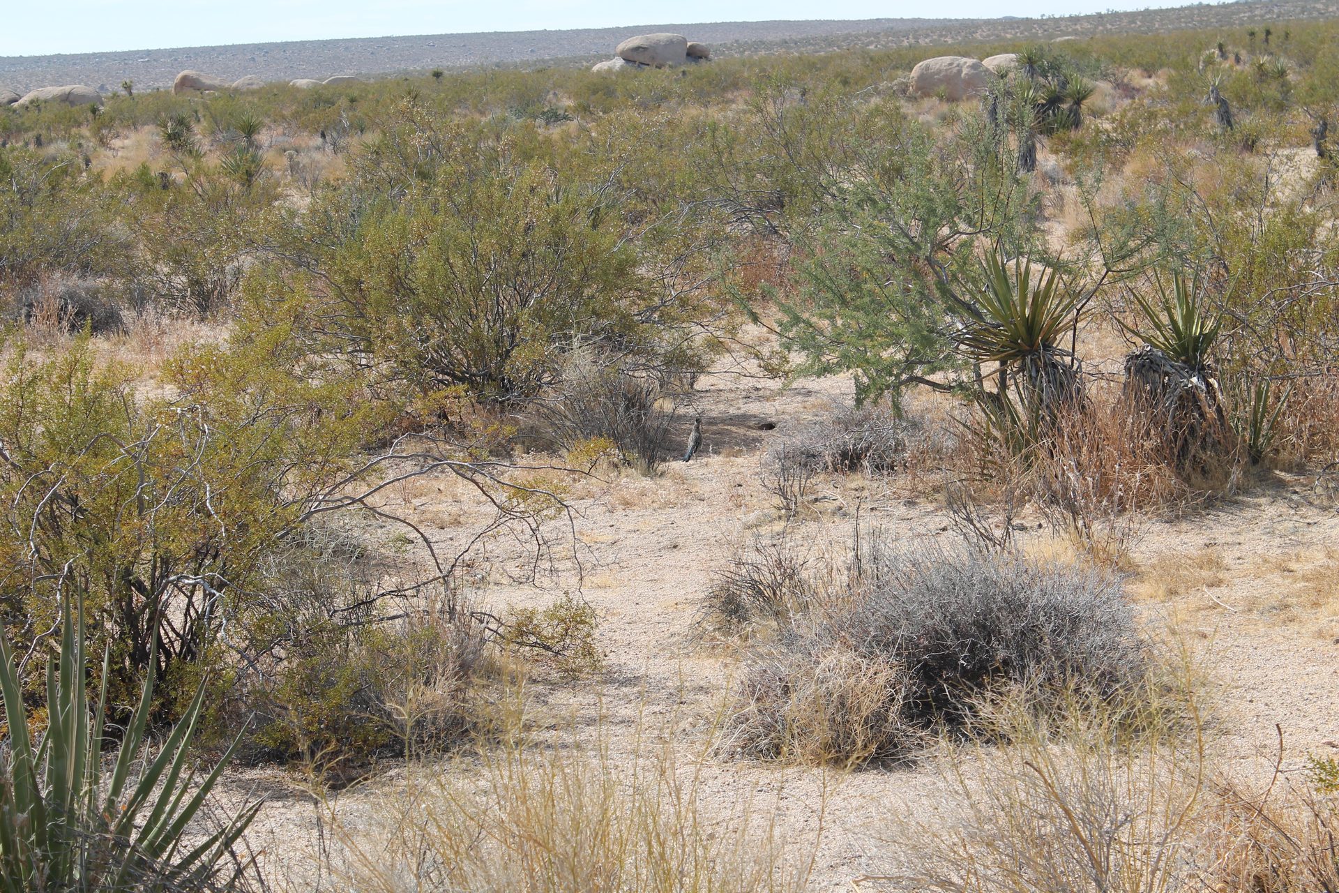 Joshua Tree photo