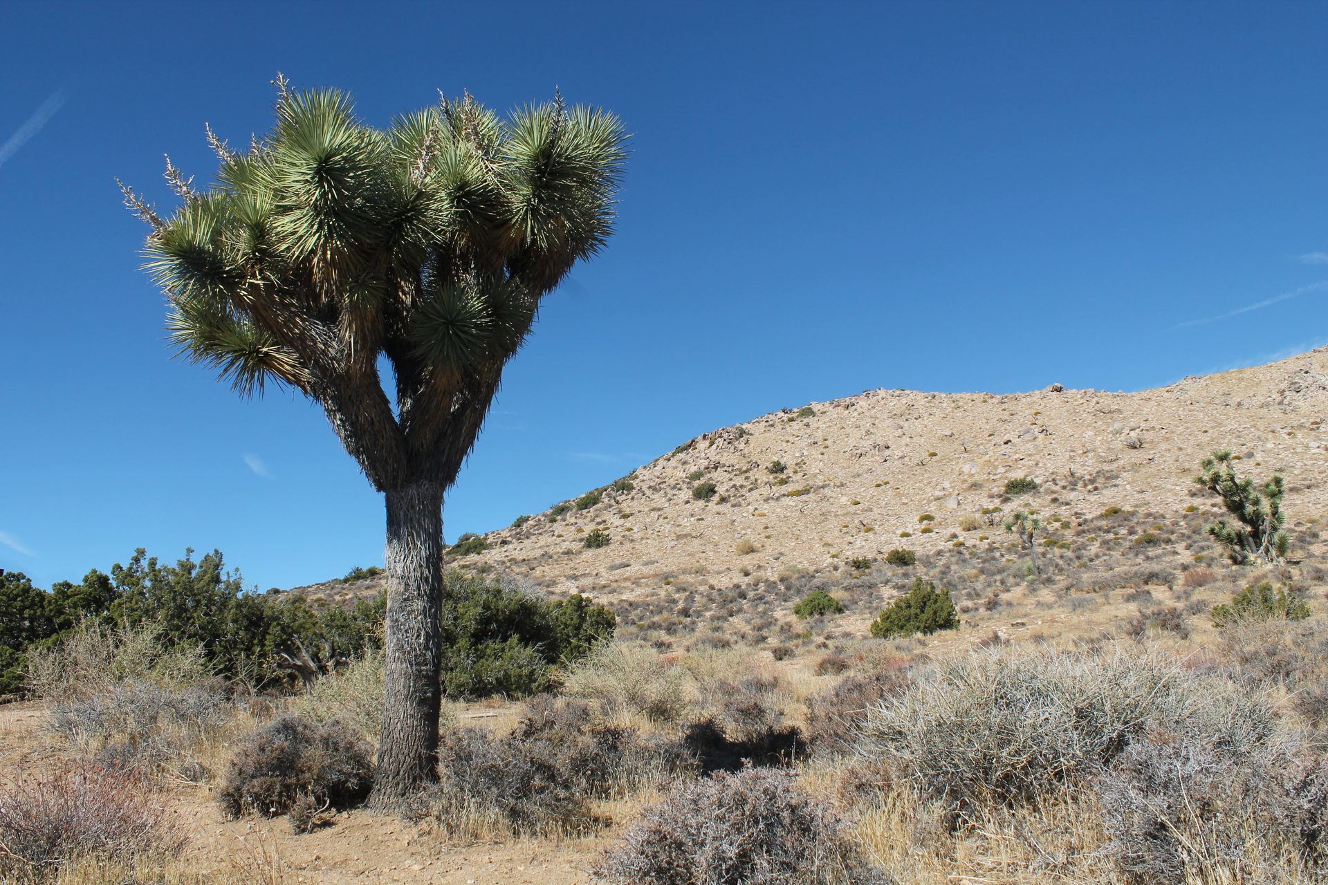 Joshua Tree photo