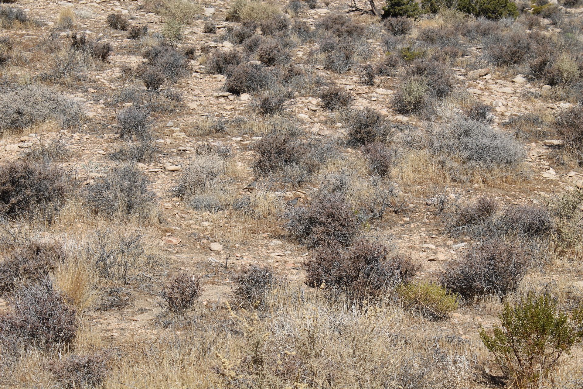 Joshua Tree photo