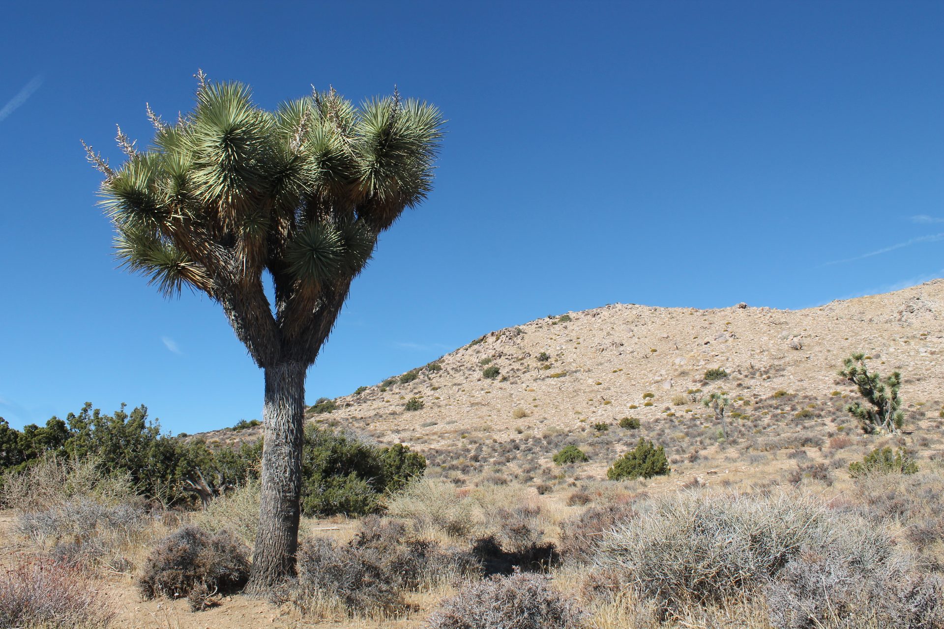 Joshua Tree photo