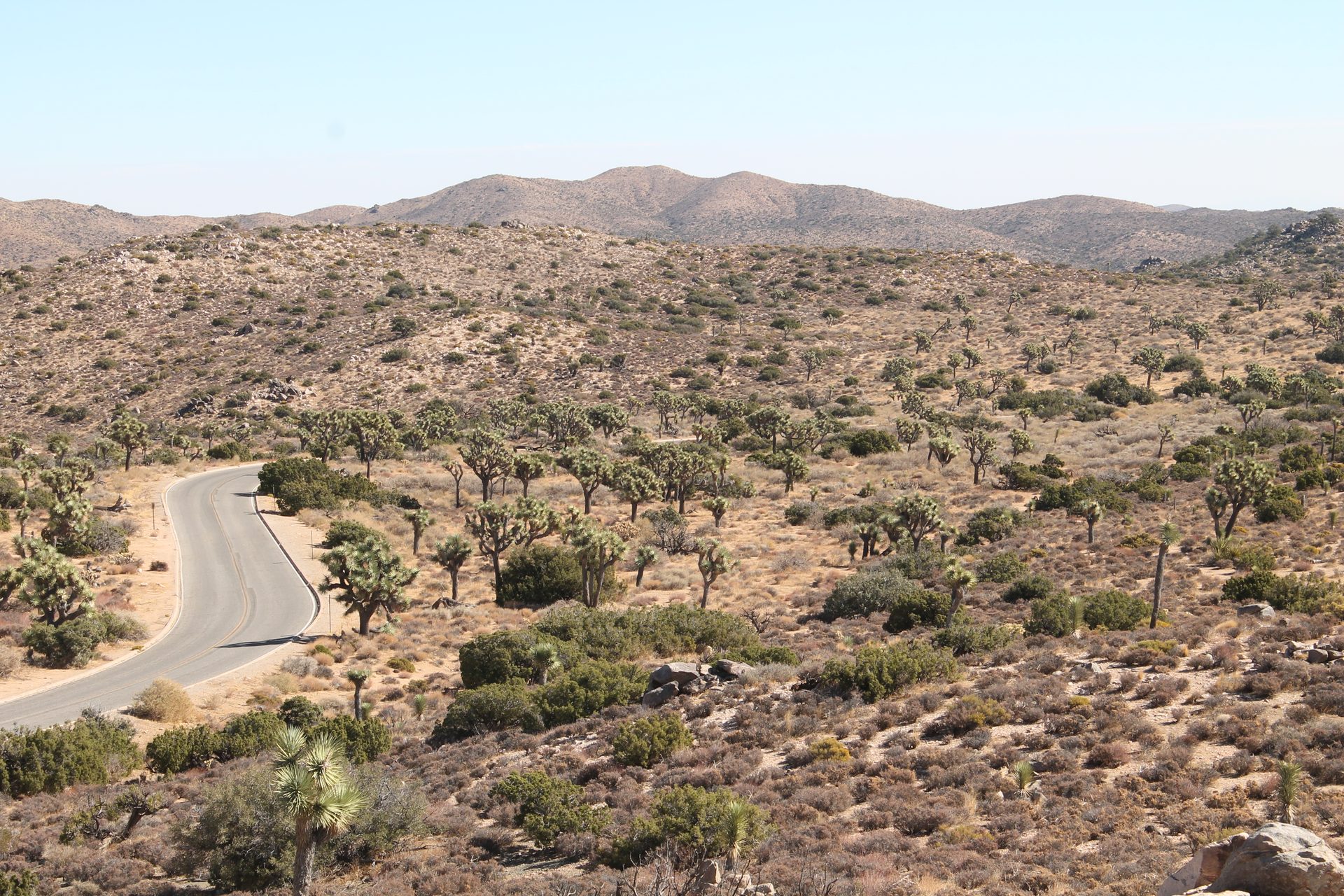 Joshua Tree photo