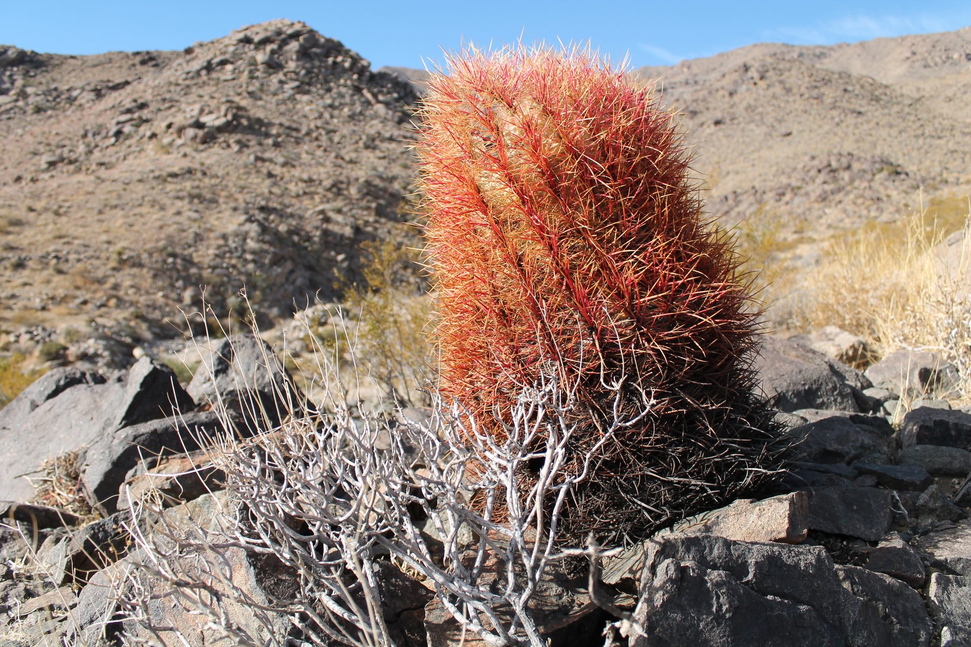 Joshua Tree photo