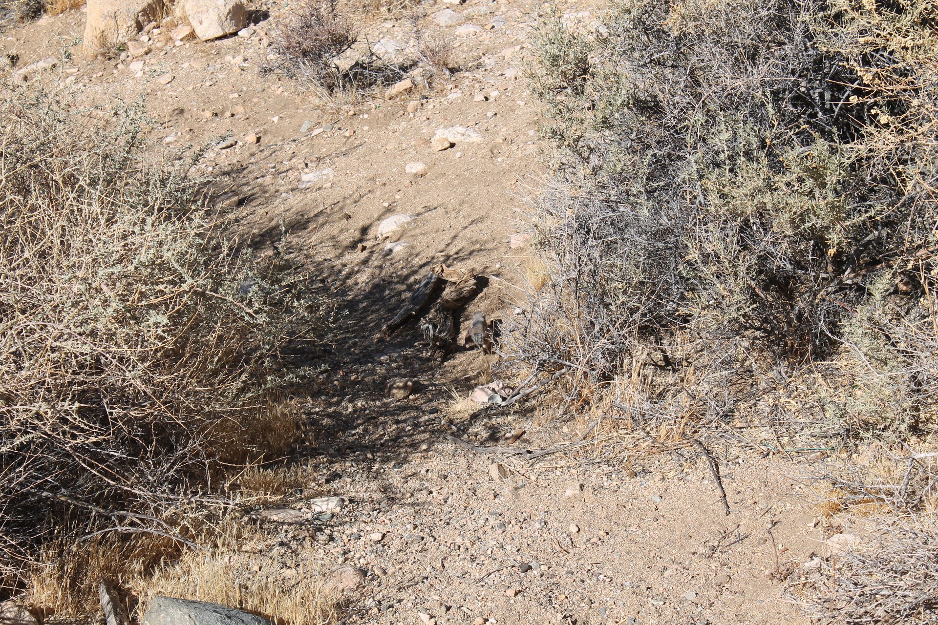 Joshua Tree photo