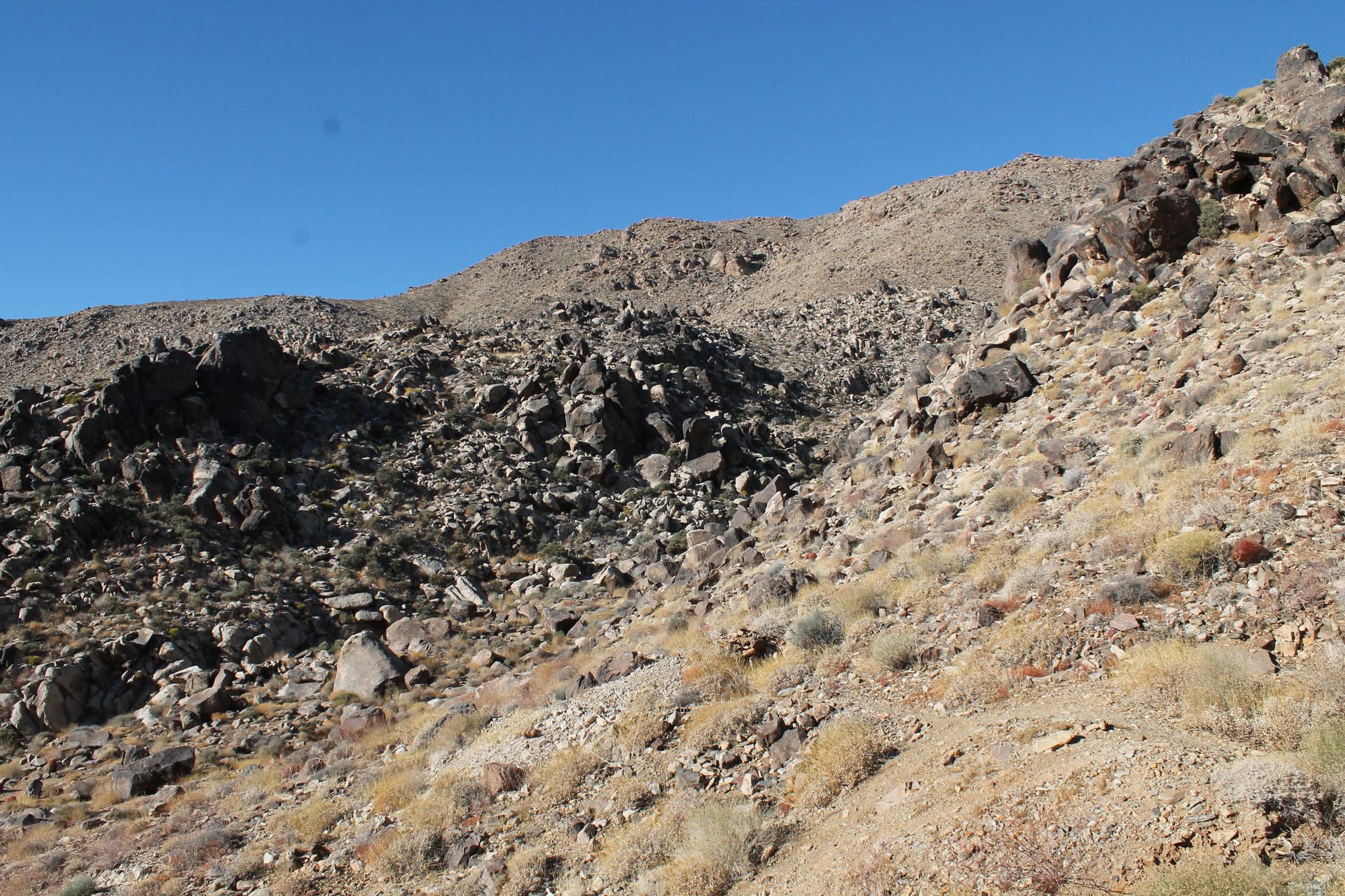 Joshua Tree photo