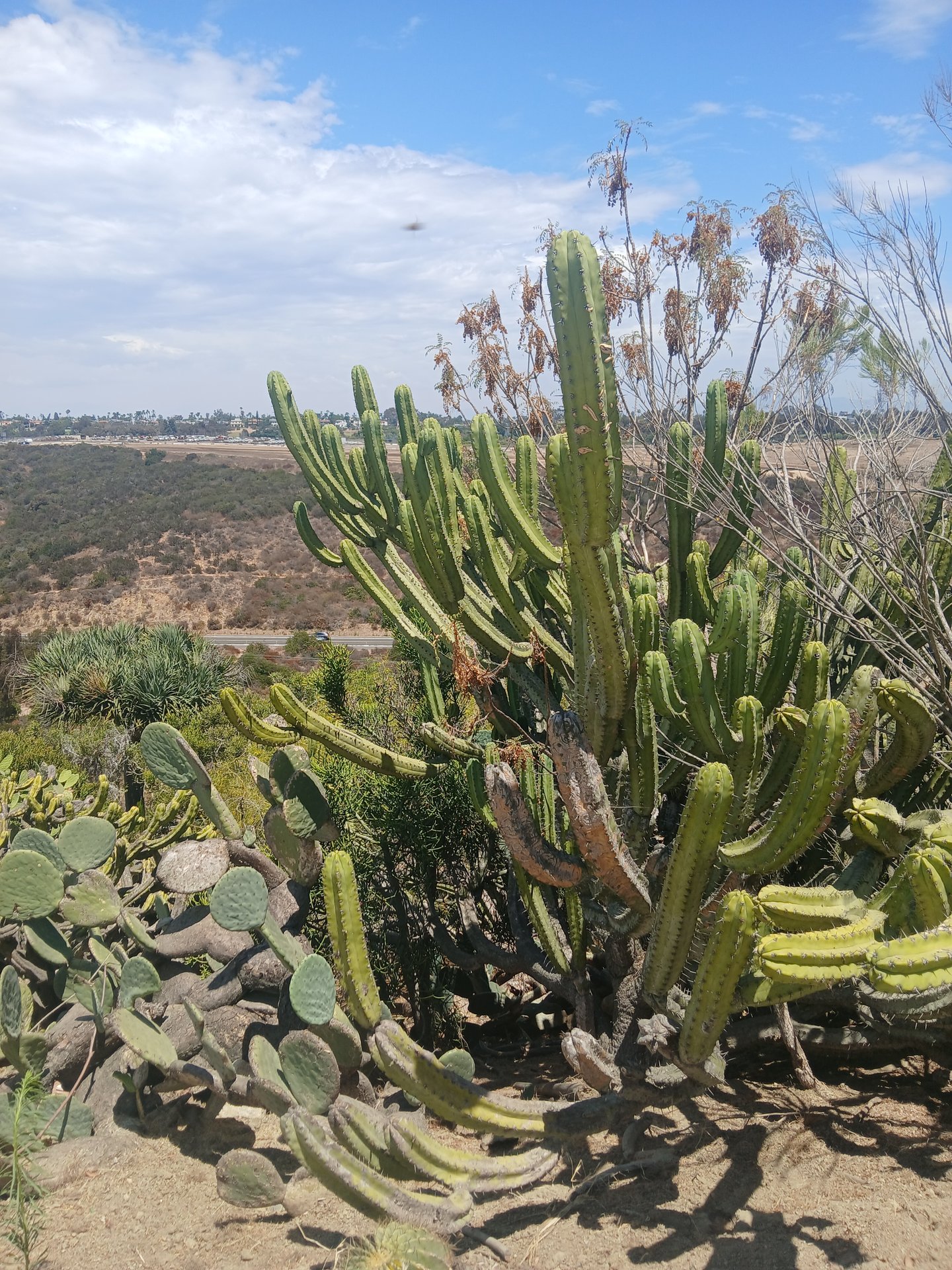San Diego photo