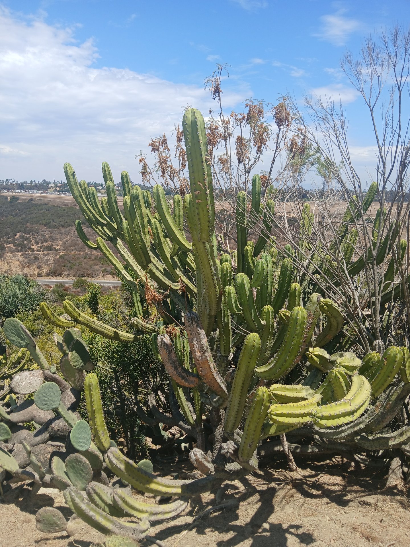 San Diego photo